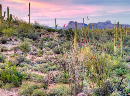 The unique clarity of desert light adds drama to every Sonoran Desert sunrise and sunset.