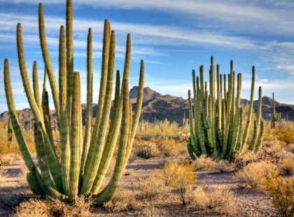 Organ Pipe Cactus National Monument is home to a rare and beautiful species of columnar cactus found nowhere else in the American Southwest.