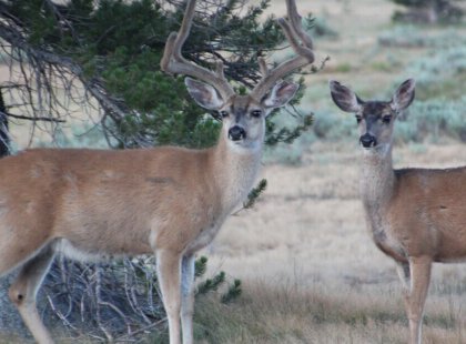Along the way, we may be lucky enough to have some close-up encounters with the wild inhabitants of the Sierra-Nevada.
