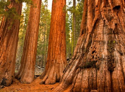 Visit a grove of giant sequoia and learn about these massive, ancient trees.