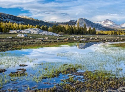 Discover the tranquil beauty of Tuolumne Meadows and the high country.