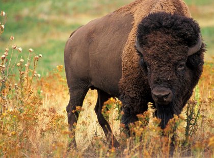 Yellowstone's ecosystem supports an assortment of iconic North American wildlife including bison, grizzly bear, wolf, pronghorn, elk and more.