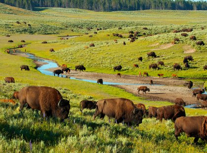 Set out on a dawn wildlife-viewing drive, arriving at the beautiful Lamar Valley when the park’s animals are most active.