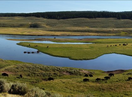 Yellowstone’s tranquil valleys are often dotted with herds of roaming bison.