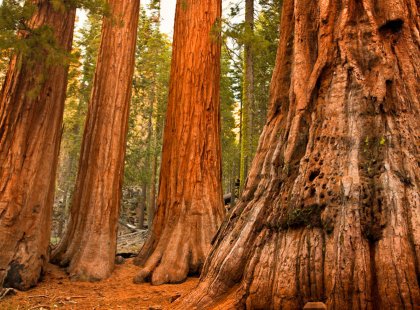 Visit a grove of giant sequoia and learn about these massive, ancient trees.