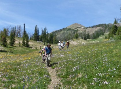 Our route takes us across cascading creeks and through beautiful subalpine meadows dotted with wildflowers. Along the way, we keep our eyes peeled for some of Yellowstone’s iconic wildlife including mountain goats and bighorn sheep.