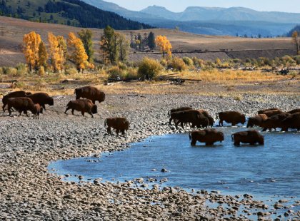 Yellowstone’s Lamar and Pelican Valleys are renowned as havens for bison, pronghorn, bear, wolf, moose, and other iconic North American animal species.