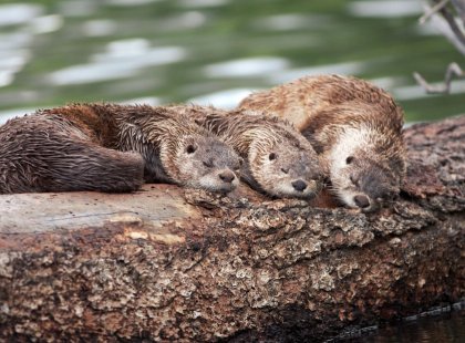 Keep your eyes peeled for all creatures great and small such as these rivers otters enjoying a midday nap.