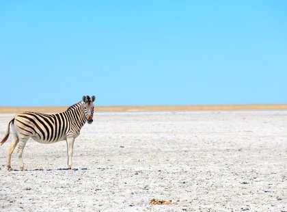 A zebra on the Makgadikgadi Salt Pans near Nata in Botswana