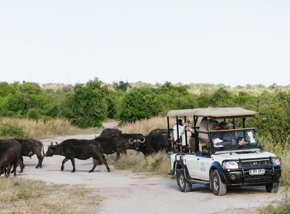 Group of travellers in a safari jeep with wild bulls in the background on an Intrepid Travel tour of Botswana.