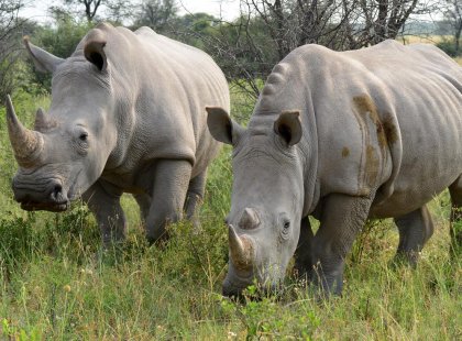 Two rhinos in Khama Rhino Sanctuary, Botswana