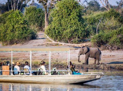 An elephant on the river bank as boat cruises by in Chobe National Park, Botswana