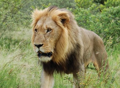 Lion in Kruger National Park, South Africa