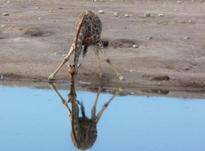 Young giraffe drinking, Etosha National Park