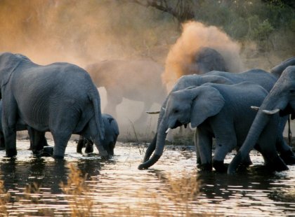 Chobe National Park's river with elephants