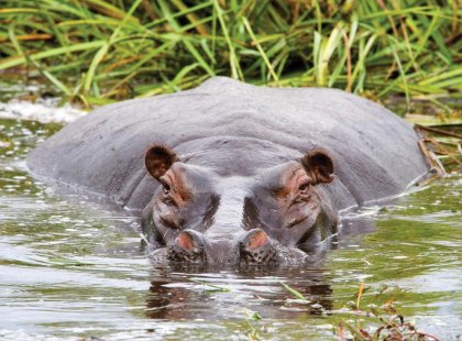 Hippo immersed in the water in Chobe National Park, Botswana