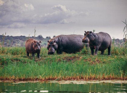 Hippos in Chobe National Park in Botswana