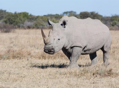 GAJVC Kharma Rhino Sanctuary