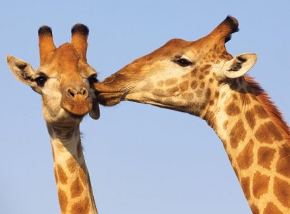 Affectionate Giraffe, Kruger National Park