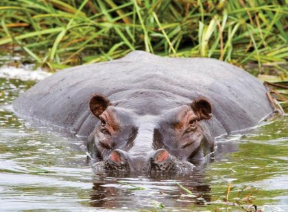 Hippo, Botswana