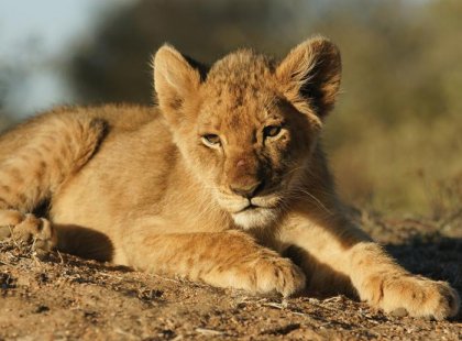 Lion club, Kruger National Park