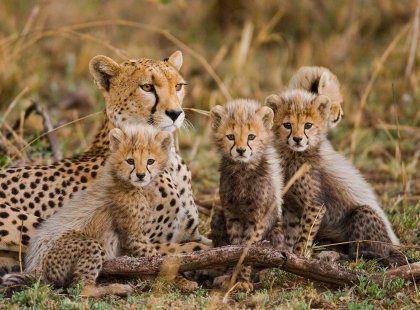 Tanzania, cheetah family