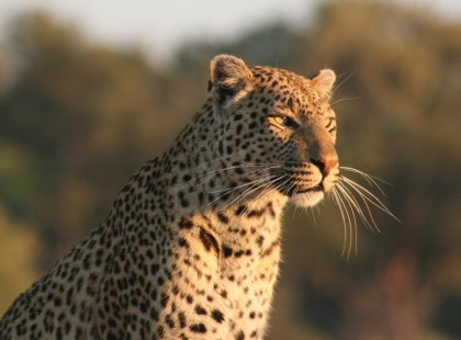 botswana okavango delta leopard watch