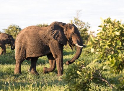 Zimbabwe, Kruger National Park, Elephant walking grass