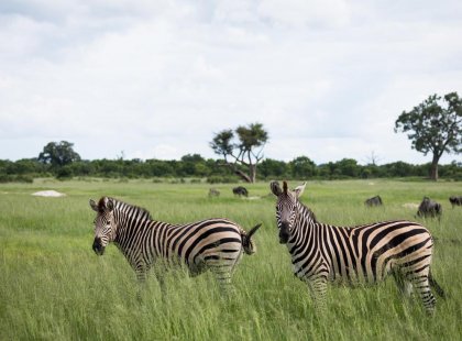 Zimbabwe, Hwange National Park, zebra pair landscape