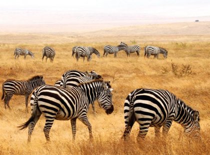 Zebra's, Ngorongoro Crater