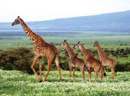 Giraffe family, Tanzania