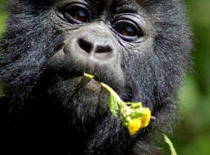 rwanda baby gorilla