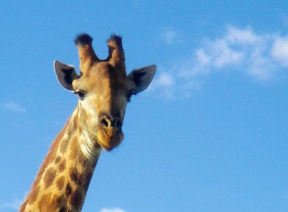 Giraffe, Kruger National Park
