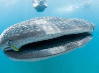 Djibouti-whale-shark