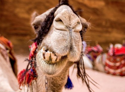 Get up-close with the locals in Jordan