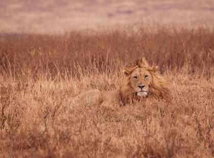 Lion in Serengeti National Park, Tanzania on an Intrepid Travel tour