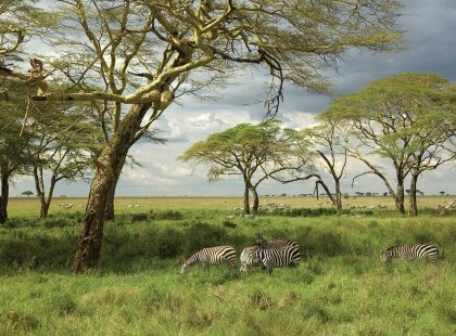 Zebras in green lush landscape of the Serengeti National Park, Tanzania