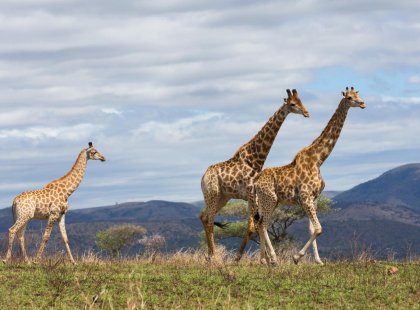 Giraffes, Serengeti National Park
