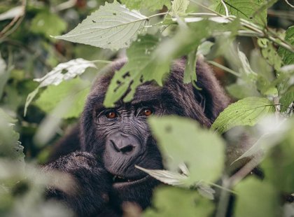 The majestic mountain gorillas of Uganda