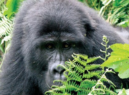 Silverback Gorilla hiding in the foliage, Uganda