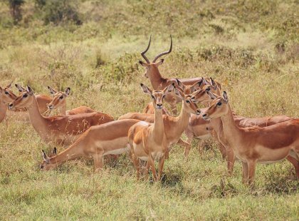 Antelope in Nakuru, Kenya