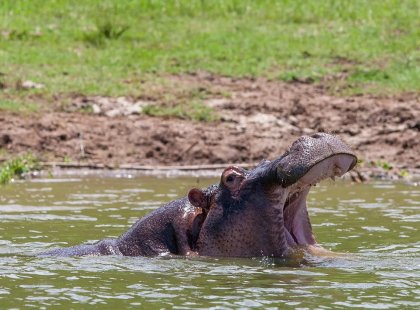 Hippopotamus in the water in Queen Elizabeth National Park, Uganda