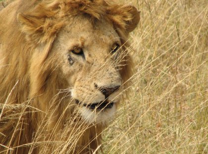 Lion in the Masai Mara region, Kenya