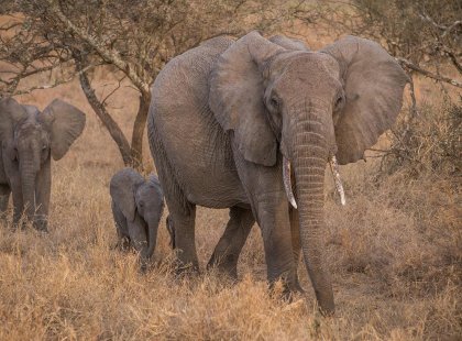 Elephants on safari in Ngorogoro National Park