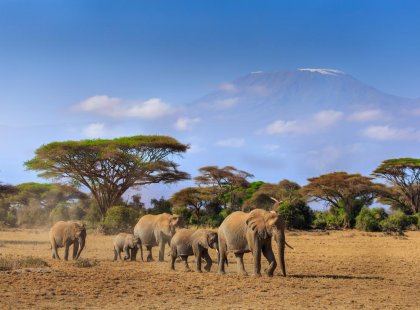Kenya_amboseli_kilimanjaro_elephants-landscape
