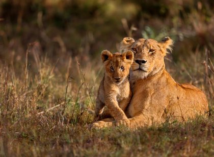 Kenya_masai-mara-lion-cub-animal