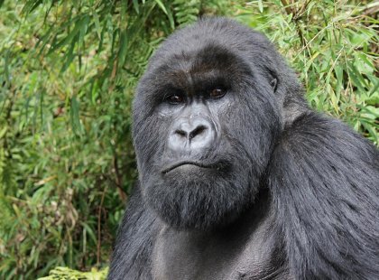 Have an experience of a lifetime in Rwanda spending time with the Mountain Gorillas in Rwanda