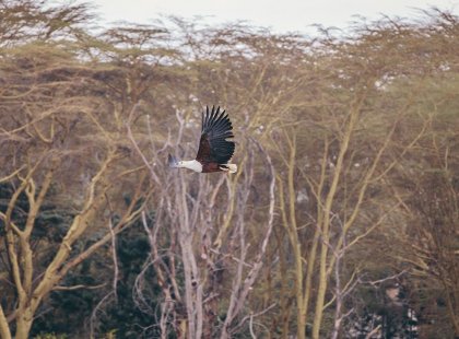 Fish Eagle flying over Lake Naivasha, Kenya