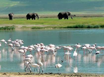 Flamingos and elephants, Ngorongoro crater, Tanzania