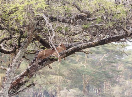 Lioness perched in a tree in Nakuru, Kenya